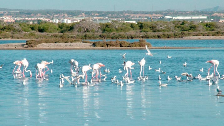 aves migratorias