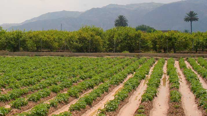 huerta de murcia