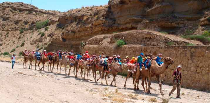 almeria camelus