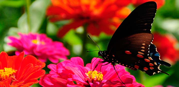 almeria mariposario