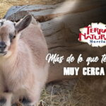 La cabra enana, un pequeño animal con gran encanto en Terra Natura Murcia