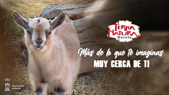 La cabra enana, un pequeño animal con gran encanto en Terra Natura Murcia